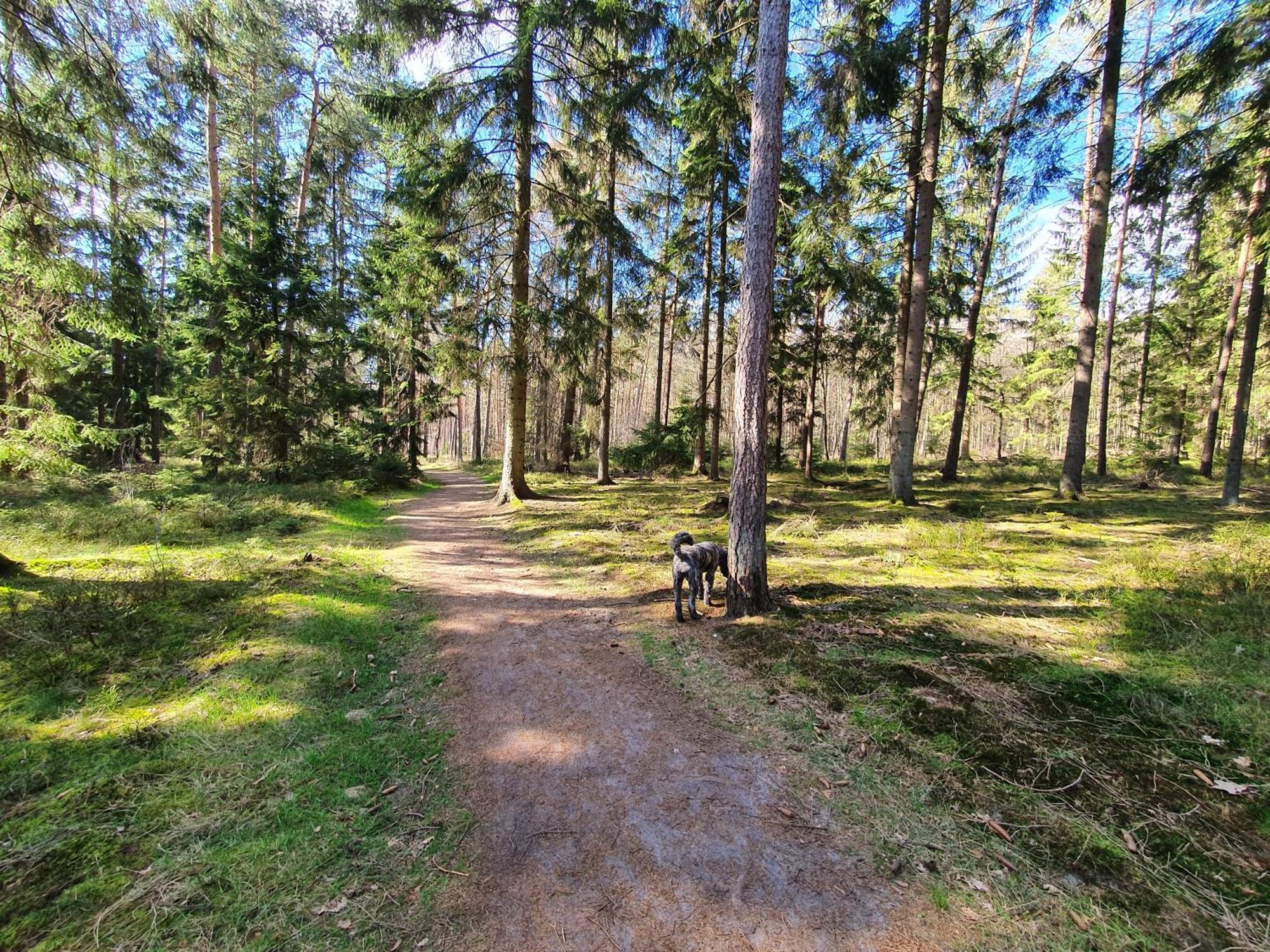 Schuberski *
